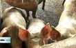 Engorde de cerdos en sistema de granjas integradas