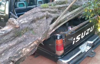 El árbol cayó sobre la carrocería de la camioneta, en el predio del IPS.