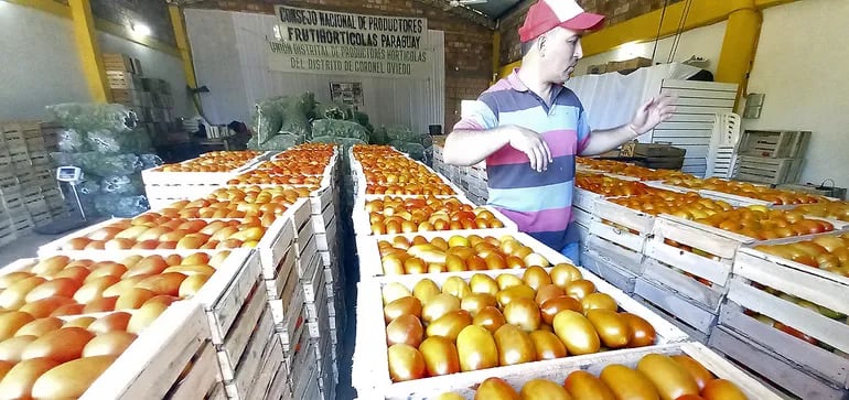 Con calidad y buena presentación de los tomates nacionales buscan conquistar a los compradores.