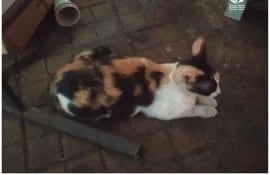 Defensa Animal rescató gatos y perros tras el incendio en el Mercado Cuatro
