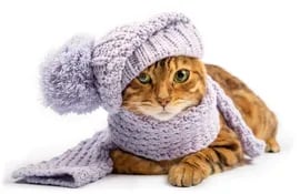 Gato abrigado con bufanda y gorro de lana.