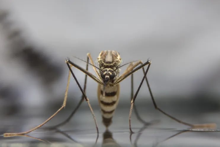 Mosquito Aedes aegypti.