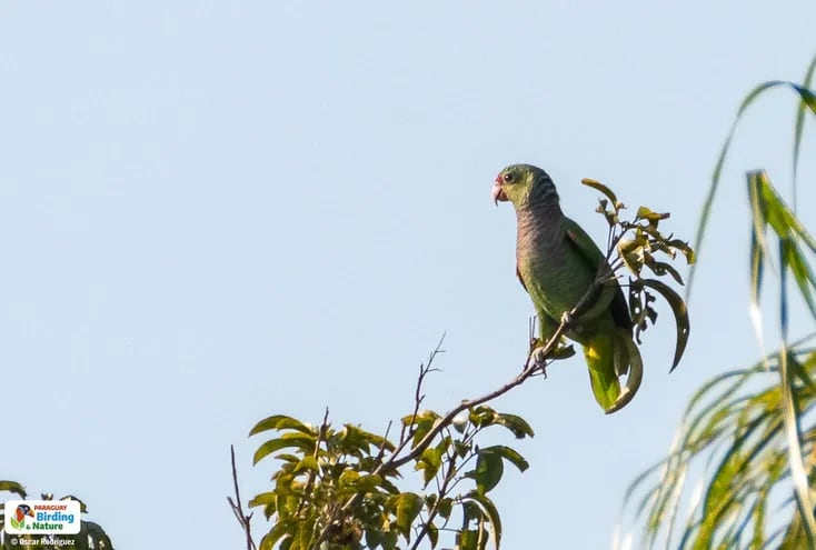 Parakáu keréu (Amazona vinacea), fotografía gentileza de Oscar Rodríguez (Paraguay Birding & Nature)