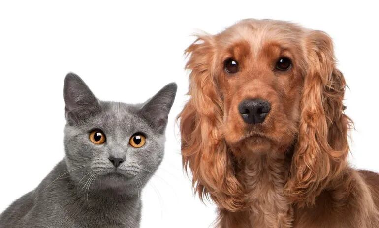 A la hora de elegir una mascota, el veterinario Raúl Tuma, dice que mucho depende del carácter de los dueños, una persona inquieta necesita un perro, una persona tranquila, un gato.