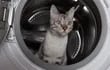 las-lavadoras-y-las-secadoras-son-lugares-donde-les-gusta-dormir-a-los-gatos-por-eso-hay-que-comprobar-siempre-que-el-felino-no-esta-alli-antes-de-po-11511000000-1782281.jpeg