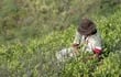 bolivia-legalizara-22-000-hectareas-de-coca-220527000000-1556838.jpg