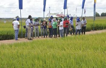 cultivos-experimentales-de-arroz-de-la-empresa-distinguida-con-el-premio-internacional-century-international-quality--204839000000-1428501.jpg
