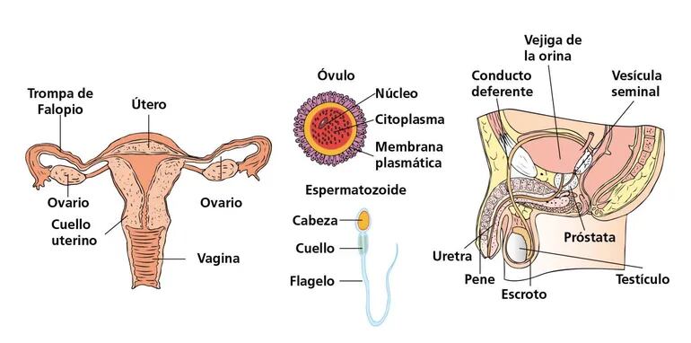reproduccion humana masculina