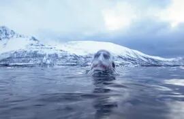 Sumergido en un agua a tres grados centígrados, el francés Arthur Guérin-Boëri se adentra en la oscuridad de los fondos de Kvaenangen (Noruega) a la búsqueda de orcas, uno de los mayores depredadores marinos, una novedad “inolvidable” para este campeón de apnea.