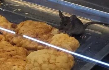 El ratón come tranquilamente en la vitrina de alimentos de un supermercado.