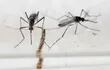 el-zika-siguio-su-propagacion-en-2016-por-america-y-pese-a-que-la-alerta-bajo-en-los-48-territorios-en-los-que-se-detecto-el-virus-han-aumentado-los-202626000000-1538760.jpg