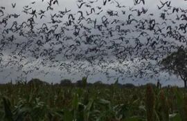 las-palomas-se-juntan-en-millares-y-atacan-cultivos-de-sorgo-maiz-y-mani-en-el-chaco-se-espera-que-la-caceria-sea-autorizada-desde-marzo-a-agosto--201258000000-1299304.jpg