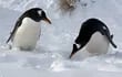 Pingüinos en la nieve, en Bahía Yorke.