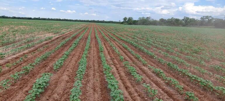 En las zonas del Chaco donde hubo buenas lluvias y se sembró temprano, el algodón ya está en desarrollo.