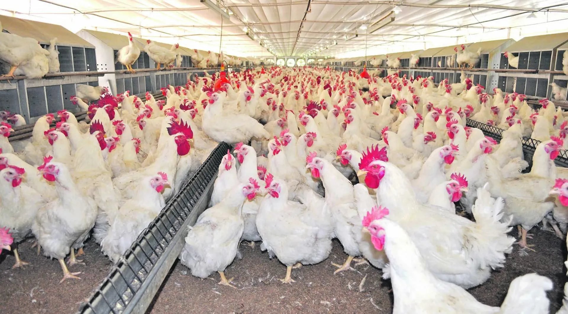 Reproducción de pollos en granjas avícolas - ABC Rural - ABC Color