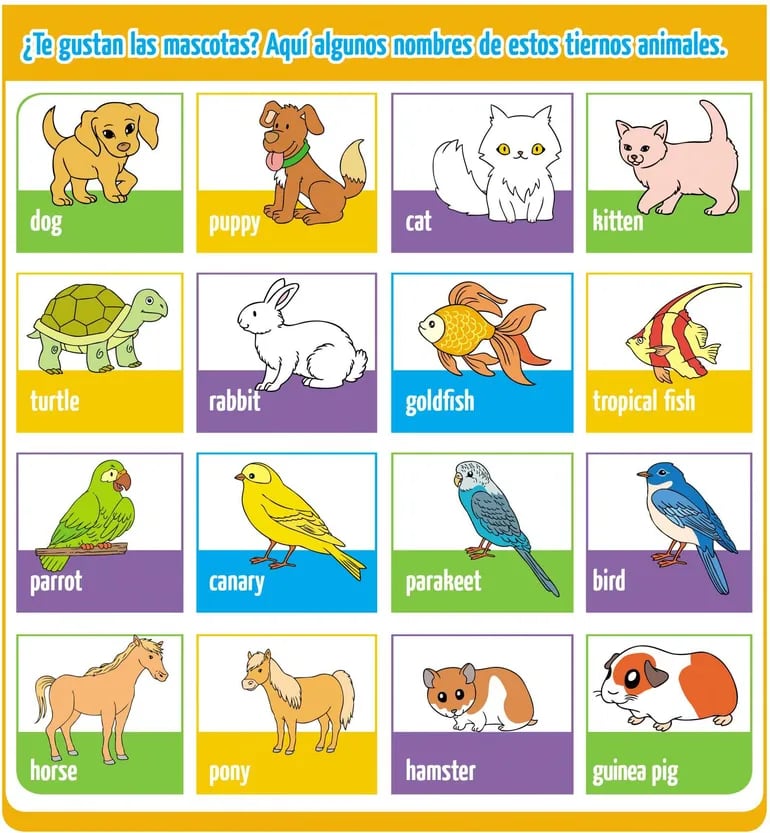 Pets Escolar ABC Color