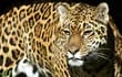 un-jaguarete-en-la-reserva-ybera-esta-especie-esta-en-peligro-de-extincion-y-necesita-de-mucho-espacio-para-recorrer--191850000000-1376488.jpg