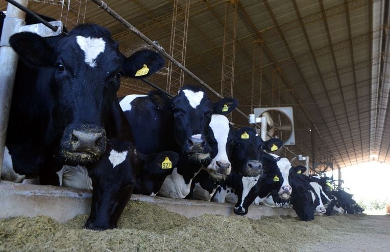 El productor debe adoptar estrategias nutricionales para producir más leche.