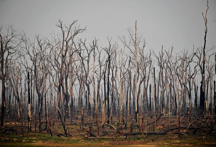 Árboles quemados en la zona de Abuna, en el estado amazónico brasileño de Rondonia.