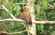 ecologia-juan-pablo-culasso-es-un-apasionado-por-los-sonidos-de-las-aves-con-el-objetivo-de-grabarlos-viajo-al-pantanal-resultado-de-esa-experienc-230255000000-1753179.jpg