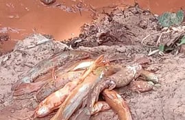 Peces muertos extraídos del arroyo Silva Cue, en la compañía Mangrullo del distrito de Paso Yobái.