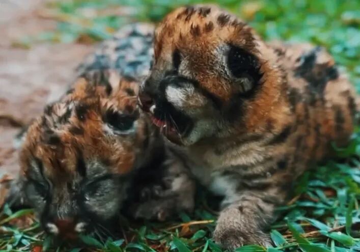 dos felinos de la especie Puma nacieron. Tienen rayas negros con pelaje marrón de fondo