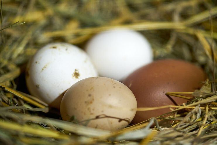 La escasez de los huevos podría agravarse de seguir los cierres de rutas, dijo Avipar.