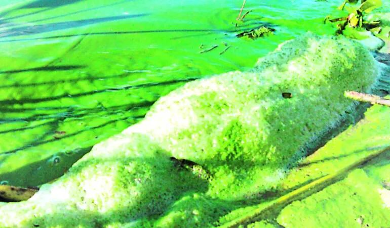 Agua contaminada con cianobacterias. Argentina reportó la presencia de algas toxicas en sus playas. (archivo)