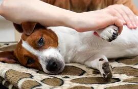 La artrosis en perros puede darse como consecuencia del desgaste continuo del cartílago articular, el cual puede originarse por juegos muy bruscos, sobrepeso, envejecimiento etc.