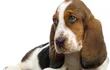 la-erliquiosis-canina-tambien-conocida-como-rickettsiosis-canina-o-fiebre-hemorragica-canina-es-una-enfermedad-que-ataca-a-los-perros-y-es-causada-p-195152000000-1467595.jpg