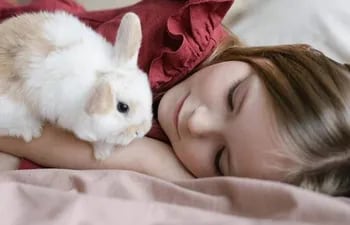 Los conejos pueden resultar maravillosas mascotas para una familia. Son adorables, cariñosos, les encantan los mimos y acercarse a las personas que los quieren y los cuidan.