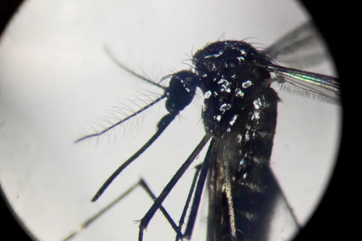 Un mosquito Aedes aegypti visto a través de un microscopio.