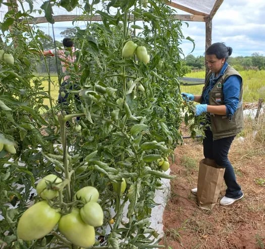 Una técnica del Senave inspecciona la sanidad de un cultivo de tomate, y extrae muestras, con énfasis a buscar presencia del virus rugoso del tomate.