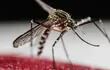 aedes-zika-chikunguna-dengue-104857000000-1425718.JPG