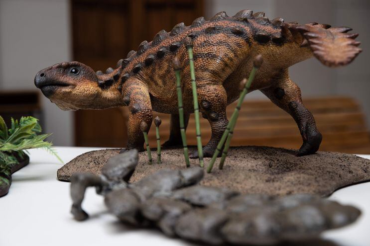 Un modelo de la nueva especie de dinosaurio acorazado descubierta por investigadores de la Universidad de Chile, durante un evento ante la prensa, en Santiago (Chile).