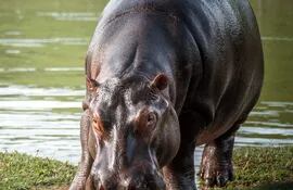 Los hipopótamos que en 1984 llegaron ilegalmente a Colombia para el zoológico que el narcotraficante Pablo Escobar armó en su hacienda en el centro del país se han reproducido sin control y son un "preocupante" problema ambiental para las autoridades y habitantes de la zona.
