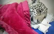 Cachorro de jaguareté rescatado. Imagen compartida por el Refugio Urutaú.