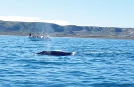 ballenas-a-la-vista-192511000000-641990.jpg