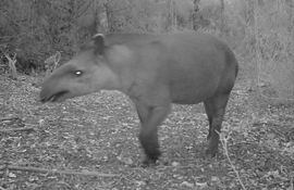 Un mborevi (tapir) también ya fue captado en la cámara trampa en mayo pasado en el Parque Nacional San Luis.