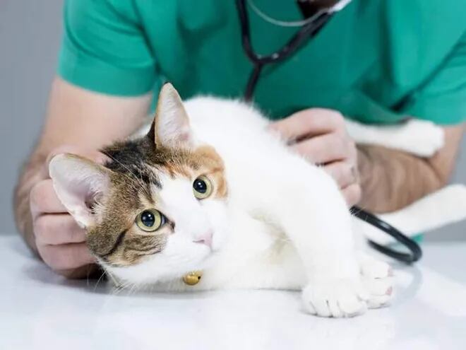 La alimentación, vacunas, higiene, son tres puntos muy importantes a tener en cuenta para mantener en óptimas condiciones de salud a nuestros gatos.