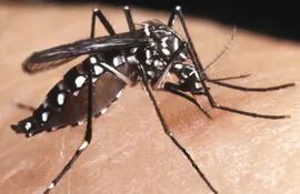 el-mosquito-transmisor-del-dengue-se-multiplica-rapidamente-sus-huevos-sobreviven-a-lapsos-de-sequia-pero-al-primer-contacto-con-el-agua-permite-nu-194304000000-508750.jpg