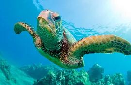 estudio-revela-que-tortugas-marinas-se-orientan-con-el-sol-224306000000-1542806.jpg