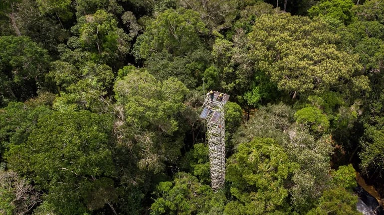 Fotografía cedida por el Ministerio de Ciencia, Tecnología e Innovación de Brasil de una gigantesca estructura a cielo abierto que ayudará a descubrir con antelación cómo será el futuro del bioma con los cambios climáticos, hoy en Manos (Brasil). Ubicado a unos 80 kilómetros de Manaus, la capital del estado de Amazonas, el proyecto Amazonface permitirá prever la capacidad de la selva para absorber dióxido de carbono (CO2) en la medida que ese gas aumente en la atmósfera, el impacto que la elevación de sus emisiones tendrá en la ecología y el funcionamiento de la Amazonía y sus implicaciones socioconómicas. EFE.