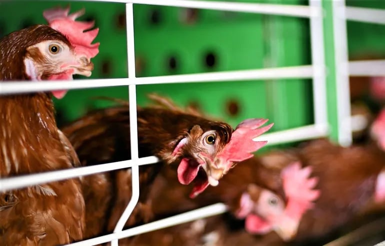 Las instalaciones para las gallinas ponedoras son automatizadas y en modalidad vertical.