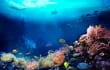 En los albores de la vida sobre la Tierra la biodiversidad marina fue evolucionando gracias al oxígeno que aportó no solamente la atmósfera, sino el movimiento de los continentes, según un estudio aparecido el miércoles en Nature.