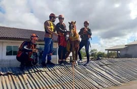 Bomberos de Río Grande do Sul rescatan al caballo Caramelo del techo de una casa en la ciudad de Canoas, Rio Grande do Sul.