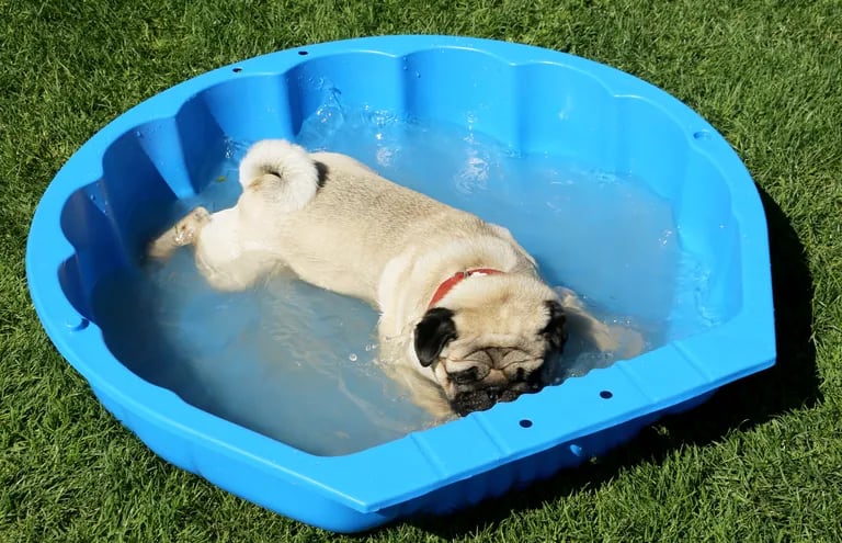 Los animales también necesitan refrescarse ante las temperaturas cálidas. Este perro disfruta de un chapuzón en la piscina infantil.