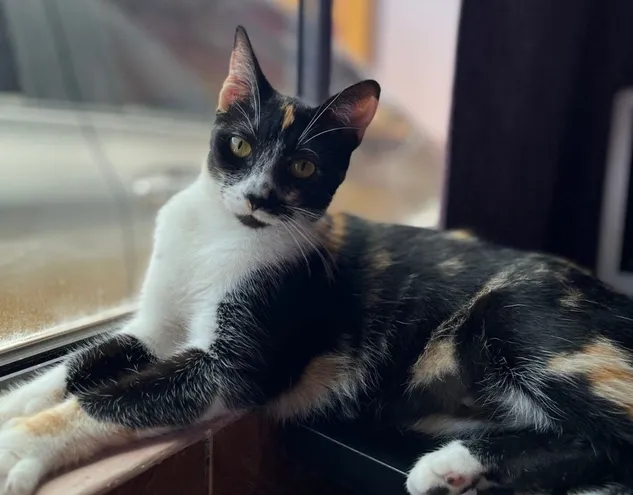Esta gata tiene el pelaje de colores negro, blanco y beige.