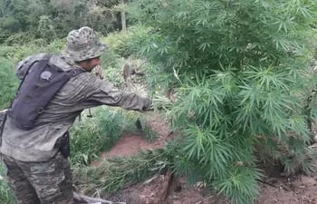 ypehj-agentes-policiales-del-departamentos-antinarcoticos-destruyeron-este-martes-cinco-hectareas-de-cultivos-de-marihuana-en-la-reserva-natural-del-221708000000-1795287.jpeg