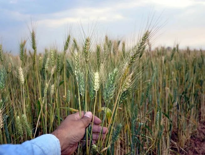 La producción de trigo se encuentra en pleno proceso de cosecha.